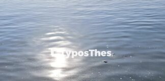 ΣΟΚ στο παραλιακό μέτωπο: Νεκρά ποντίκια επέπλεαν στον Θερμαϊκό ανάμεσα σε σκουπίδια