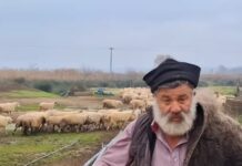 Οικογένεια Κτηνοτρόφων Θρηνεί για τη Θανάτωση 450 Ιστορικών Προβάτων Ρουμλουκίου λόγω Ευλογιάς, βίντεο