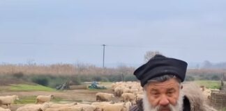 Οικογένεια Κτηνοτρόφων Θρηνεί για τη Θανάτωση 450 Ιστορικών Προβάτων Ρουμλουκίου λόγω Ευλογιάς, βίντεο