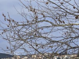 Ο καιρός σήμερα : Βελτιωμένος καιρός με μικρή άνοδο της θερμοκρασίας