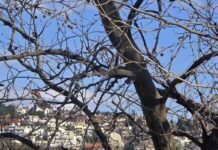 Καιρός Σήμερα: Πολικές Θερμοκρασίες και Ισχυρός Παγετός στη Βόρεια Ελλάδα