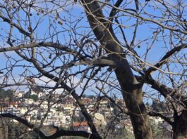 Ο καιρός τη Δευτέρα: Ανεβαίνει ο υδράργυρος με τοπικές συννεφιές και εξασθενημένους ανέμους