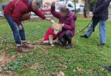Θεσσαλονίκη: «Μπαράζ» ελέγχων για δεσποζόμενα ζώα – Δεκάδες πρόστιμα σε ιδιοκτήτες