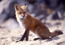 Αντιλυσσικός εμβολιασμός άγριας πανίδας 2026: Ξεκινά η ρίψη δολωμάτων στην Κεντρική Μακεδονία