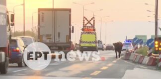Κυκλοφοριακό χάος στη Σίνδο: Αγελάδα μπήκε αντίθετα στην Εθνική Οδό