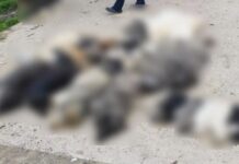 Κτηνωδία στον Βάβδο Χαλκιδικής: Θανάτωση 21 σκύλων με φόλες