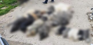Κτηνωδία στον Βάβδο Χαλκιδικής: Θανάτωση 21 σκύλων με φόλες