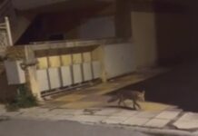Επίσκεψη από την άγρια φύση: Αλεπού εμφανίστηκε στο κέντρο του Ωραιοκάστρου, βίντεο