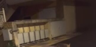 Επίσκεψη από την άγρια φύση: Αλεπού εμφανίστηκε στο κέντρο του Ωραιοκάστρου, βίντεο