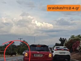 Αγριογούρουνο συγκρούστηκε με μηχανή στο Ωραιόκαστρο – Από τύχη δεν υπήρξαν σοβαροί τραυματισμοί