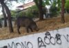 Ωραιόκαστρο: Συνεχίζεται η κάθοδος των αγριογούρουνων – Νέα εμφάνιση