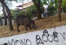 Ωραιόκαστρο: Συνεχίζεται η κάθοδος των αγριογούρουνων – Νέα εμφάνιση