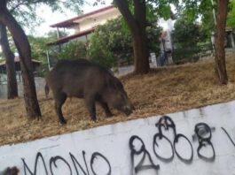Ωραιόκαστρο: Συνεχίζεται η κάθοδος των αγριογούρουνων – Νέα εμφάνιση