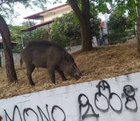 Ωραιόκαστρο: Συνεχίζεται η κάθοδος των αγριογούρουνων – Νέα εμφάνιση