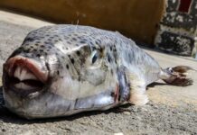 Χαλκιδική: Λαγοκέφαλος επιτέθηκε και δάγκωσε γυναίκα στα ρηχά