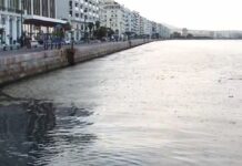 Υψηλή θερμοκρασία και άπνοια συντηρούν το φυτοπλαγκτόν στον Θερμαϊκό, βίντεο
