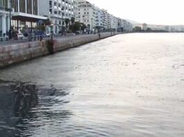 Υψηλή θερμοκρασία και άπνοια συντηρούν το φυτοπλαγκτόν στον Θερμαϊκό, βίντεο