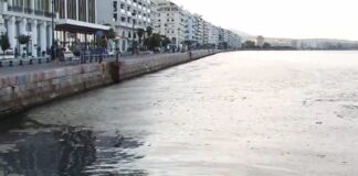 Υψηλή θερμοκρασία και άπνοια συντηρούν το φυτοπλαγκτόν στον Θερμαϊκό, βίντεο