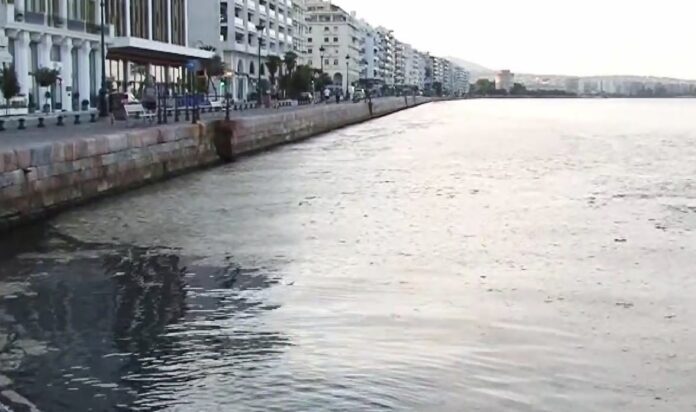 thermaikos plakton thessaloniki