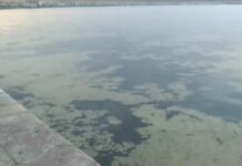 SOS για τον Θερμαϊκό: Η καφέ βλέννα και ο ευτροφισμός «έπνιξαν» ξανά την παραλία της Θεσσαλονίκης