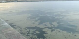 SOS για τον Θερμαϊκό: Η καφέ βλέννα και ο ευτροφισμός «έπνιξαν» ξανά την παραλία της Θεσσαλονίκης