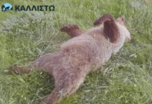 Κτηνωδία στην Κοζάνη: Εκτελέστηκε με τρεις σφαίρες στο κεφάλι αρκουδάκι 2,5 ετών