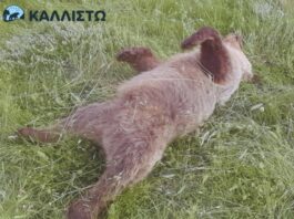 Κτηνωδία στην Κοζάνη: Εκτελέστηκε με τρεις σφαίρες στο κεφάλι αρκουδάκι 2,5 ετών