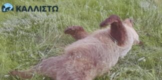 Κτηνωδία στην Κοζάνη: Εκτελέστηκε με τρεις σφαίρες στο κεφάλι αρκουδάκι 2,5 ετών