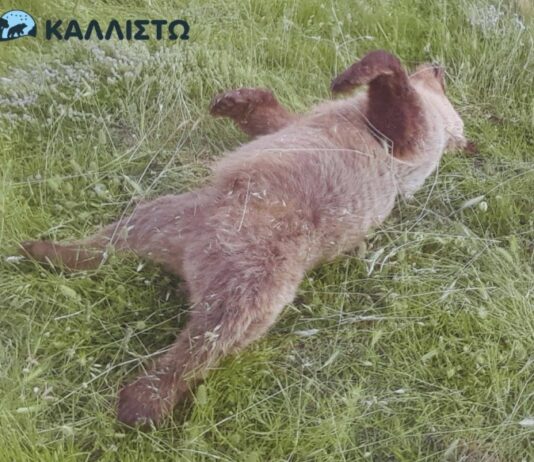 Κτηνωδία στην Κοζάνη: Εκτελέστηκε με τρεις σφαίρες στο κεφάλι αρκουδάκι 2,5 ετών