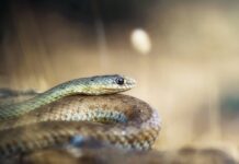 16 Ιουλίου: Παγκόσμια Ημέρα Φιδιού – Καταρρίπτοντας τους μύθους για τους παρεξηγημένους «φύλακες» της φύσης
