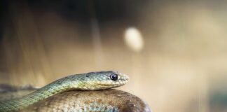 16 Ιουλίου: Παγκόσμια Ημέρα Φιδιού – Καταρρίπτοντας τους μύθους για τους παρεξηγημένους «φύλακες» της φύσης