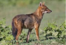 Τι γνωρίζεις για το τσακάλι;