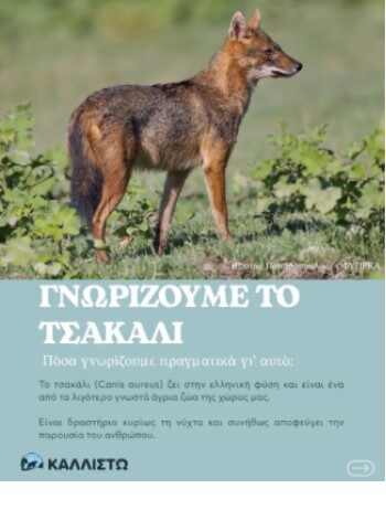 Τι γνωρίζεις για το τσακάλι;